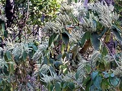 Colebrookea oppositifolia