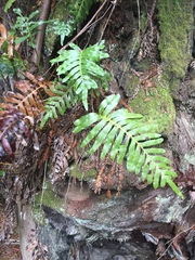Polypodium scouleri