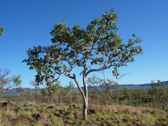 Corymbia disjuncta