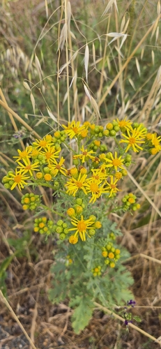 ragwort