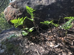 Davallia solida pyxidata