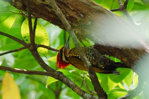 Spot-throated Flameback (Dinopium everetti)