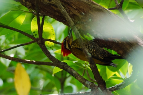 Spot-throated Flameback (Dinopium everetti), photo 2
