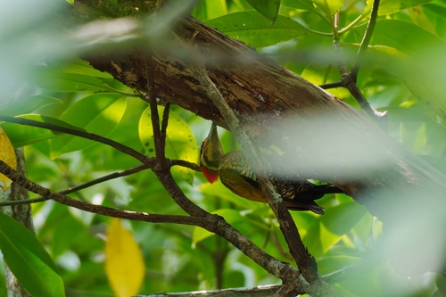 Spot-throated Flameback (Dinopium everetti), photo 8