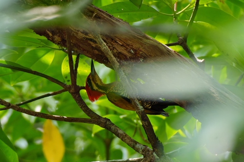 Spot-throated Flameback (Dinopium everetti), photo 9