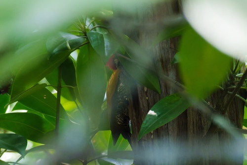 Spot-throated Flameback (Dinopium everetti), photo 10