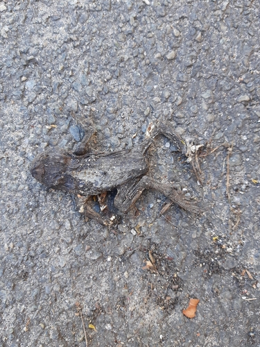 European Toad