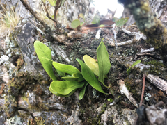 Microsorum pustulatum