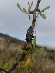 Lampetis dilaticollis