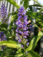 Dichorisandra thyrsiflora