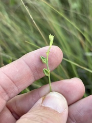 (c) Sam Kieschnick, some rights reserved (CC BY) Oenothera suffulta, photograph (c) Sam Kieschnick, some rights reserved (CC BY)