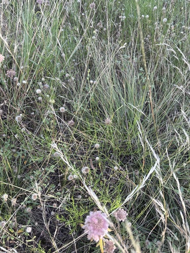 Oenothera suffulta, photograph 4