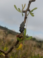 Lampetis dilaticollis