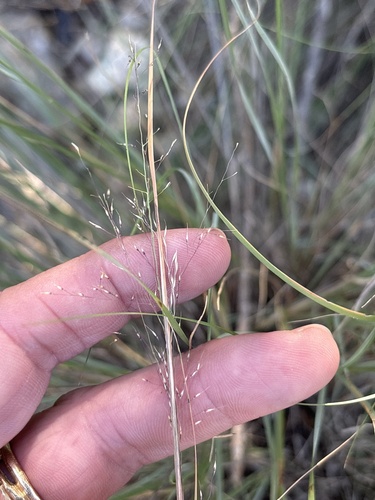 Muhlenbergia reverchonii, photograph 4