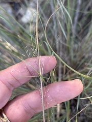 Muhlenbergia reverchonii, photograph (c) Sam Kieschnick, some rights reserved (CC BY)