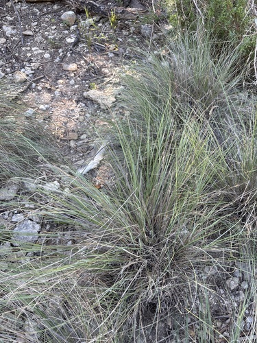 Muhlenbergia reverchonii, photograph 5