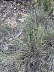 Muhlenbergia reverchonii, photograph (c) Sam Kieschnick, some rights reserved (CC BY)