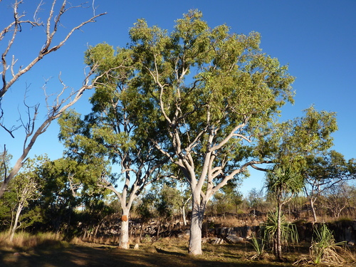 Kimberley White Gum (Eucalyptus houseana)