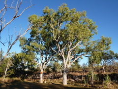 Eucalyptus houseana