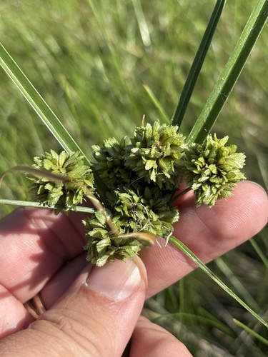 Cyperus acuminatus, photograph 3