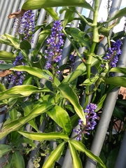 Dichorisandra thyrsiflora