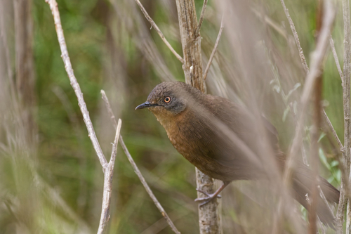 iNaturalist image