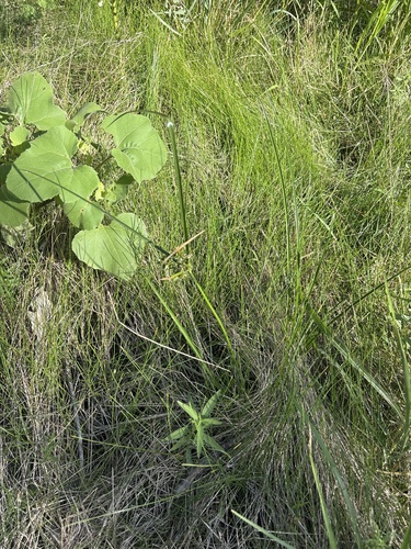 Cyperus acuminatus, photograph 5