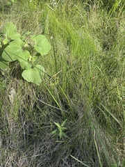 Cyperus acuminatus, photograph (c) Sam Kieschnick, some rights reserved (CC BY)