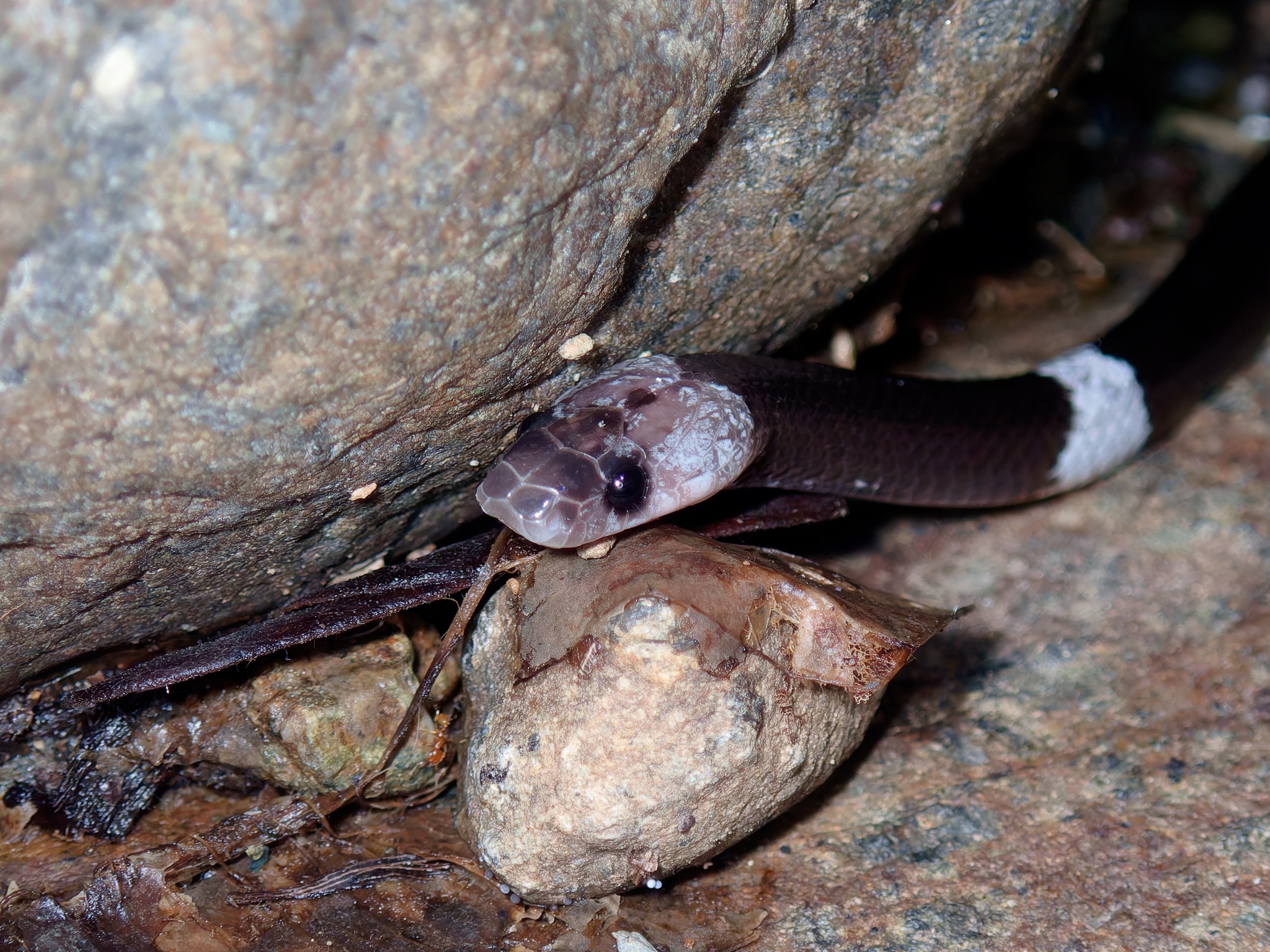 Seale's Banded Asian Wolf Snake photo 4