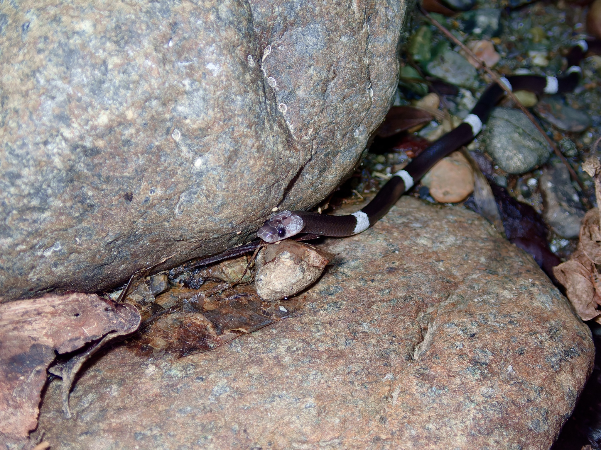 Seale's Banded Asian Wolf Snake photo 5