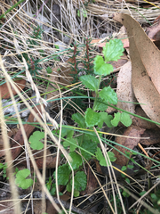 Hydrocotyle sibthorpioides