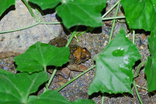 Occidozyga laevis observed 2026-06-13