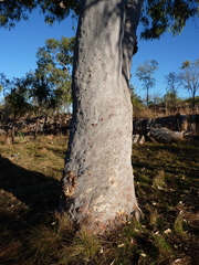 Eucalyptus houseana