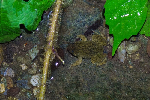 Occidozyga laevis observed 2026-06-13