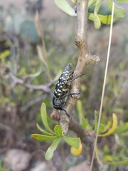 Lampetis dilaticollis