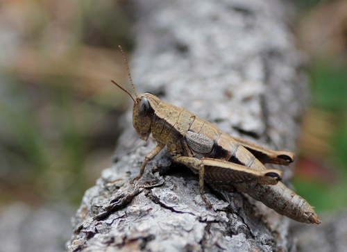Pedies cerropotosi