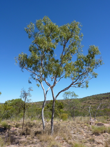 Kimberley Ghost Gum (Corymbia torta)
