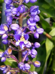 Dichorisandra thyrsiflora