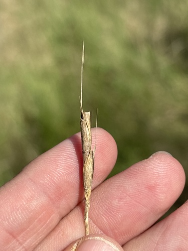 Aegilops cylindrica, photograph 2