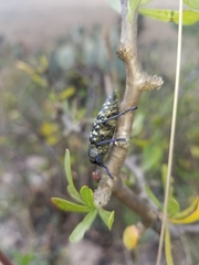 Lampetis dilaticollis