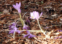 Colchicum autumnale