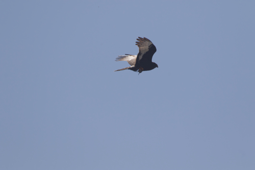 iNaturalist image