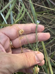 Linum pratense