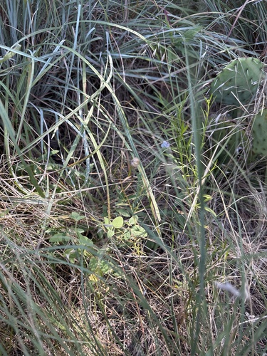 Linum pratense, photograph 2