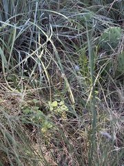 Linum pratense, photograph (c) Sam Kieschnick, some rights reserved (CC BY)
