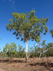 Corymbia latifolia