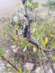 Lampetis dilaticollis