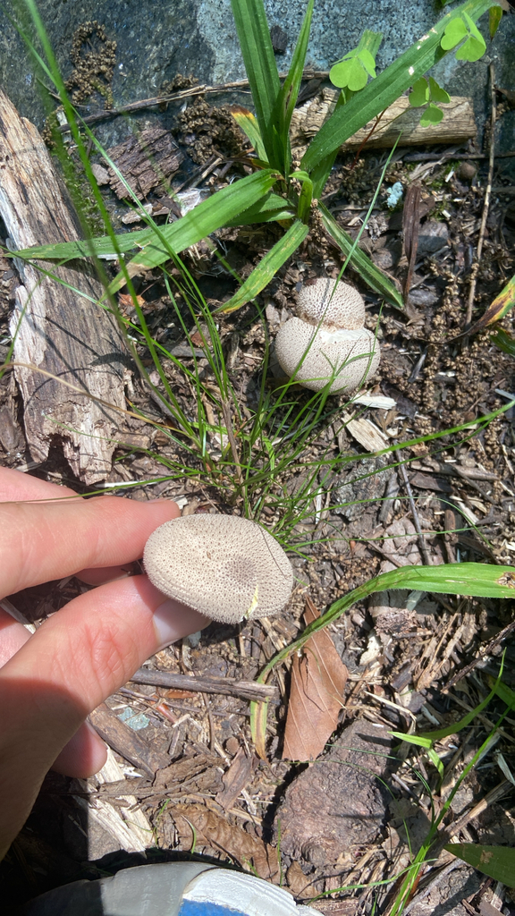 common puffball · July 2026 · photo: Photo: no rights reserved · iNaturalist