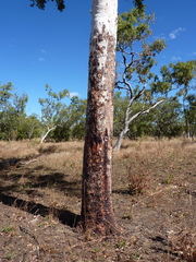 Corymbia latifolia