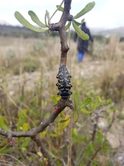 Lampetis dilaticollis